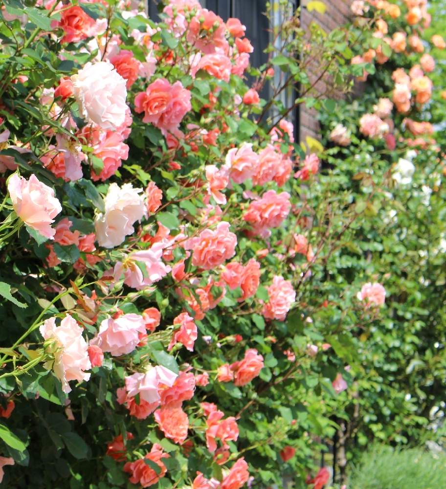 強健種の投稿画像 By もぐもぐsquirrelさん ばら バラ 薔薇とピンクの花と水曜ローズショーと薔薇 サンセットグロウとはなはなとつるバラロココとマイガーデンとつるバラとおうち園芸とピンク大好きと四季咲きとバラの誘引と花のある暮らしと無農薬栽培と花が好きと地
