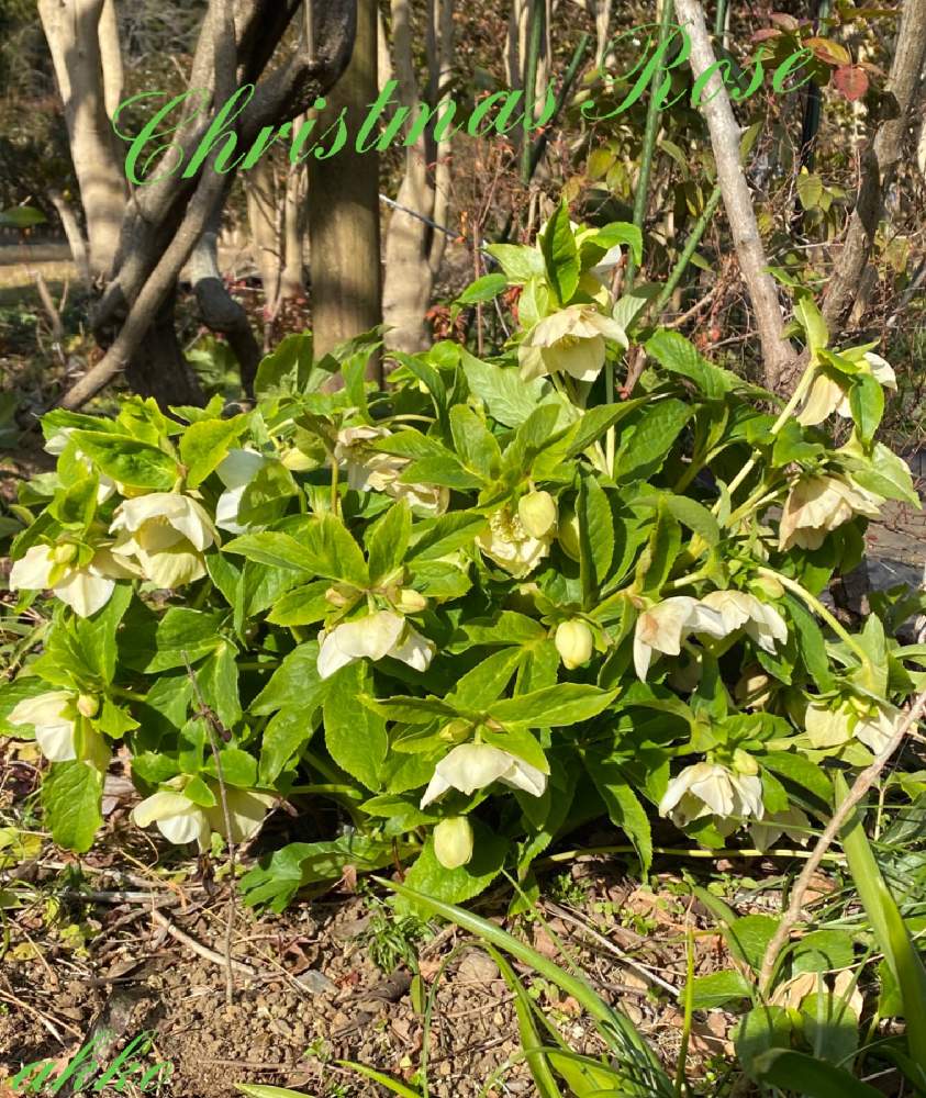 復活したクリスマスローズ ニゲルの投稿画像 By ひみつのアッコちゃんさん 我が家の花畑と可愛い花と美しい花と元気な花と大好きな花と花を見る喜びと私のお気に入り 21月1月日 Greensnap グリーンスナップ