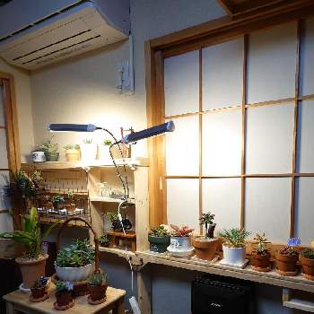 多肉の台の投稿画像一覧 Greensnap グリーンスナップ