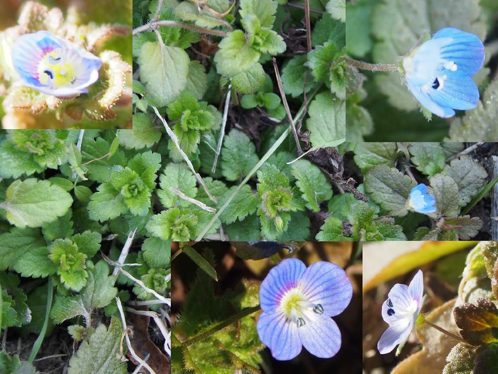 オオイヌノフグリの投稿画像 By 百日紅さん お出かけ先とかわいい雑草と川沿いと草花 と水田周辺とかわいい雑草と川沿いと草花 と水田周辺 21月1月日 Greensnap グリーンスナップ Greensnap グリーンスナップ