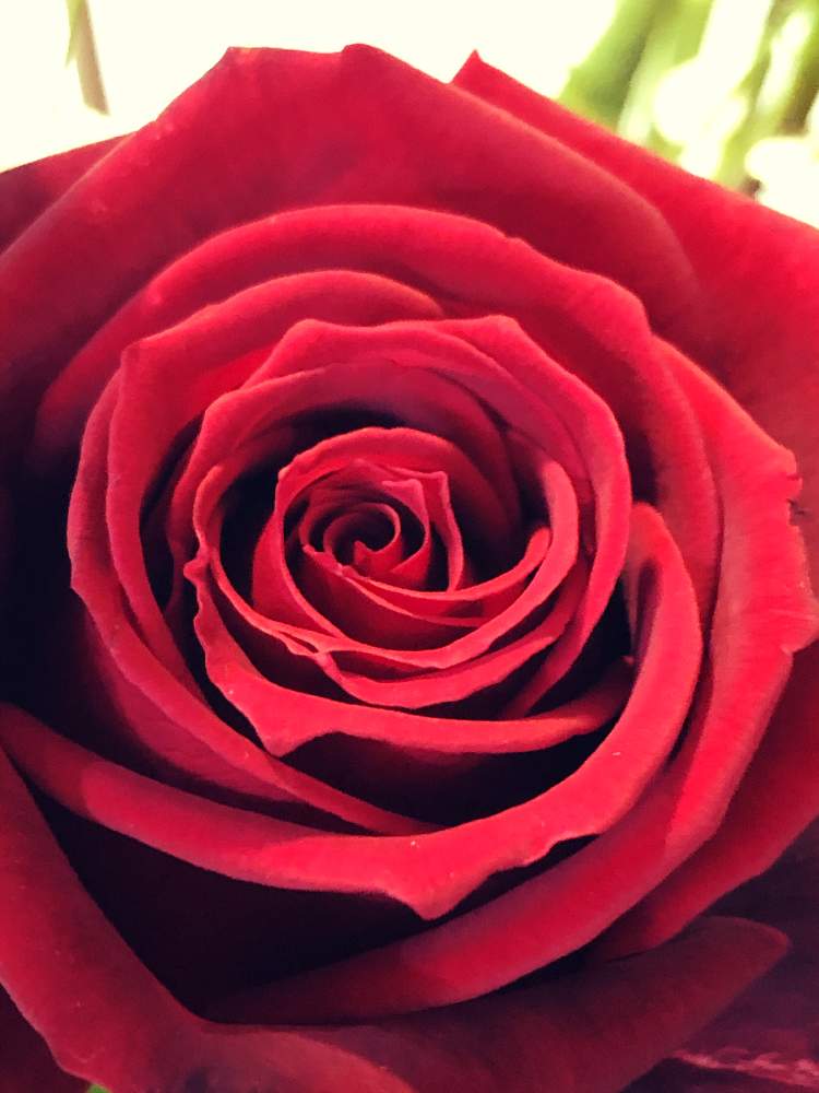 美しいの投稿画像 By Sanayonさん 花のある暮らしとばら バラ 薔薇 21月1月日 Greensnap グリーンスナップ