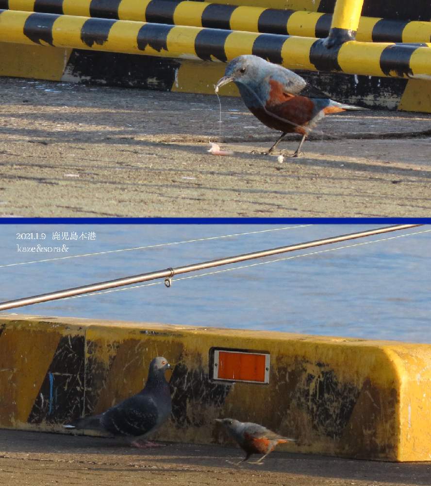 鳥のいる風景の投稿画像 By 花と虫と風と空とさん 風と空と 21月1月日 Greensnap グリーンスナップ