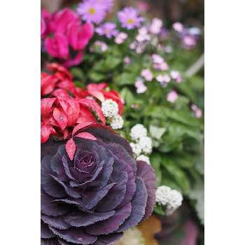 １月の花の画像 by 我楽多さん | 小さな庭とハボタンと１月の花とOLY ED 75mm F1.8とOM-D E-M1Ⅱ