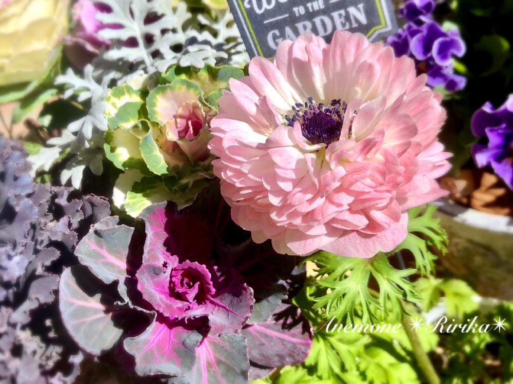 初心者ですの投稿画像 By ちいちいさん アネモネ凛々花とおうち園芸と花のある暮らしとかわいい花 21月1月日 Greensnap グリーンスナップ