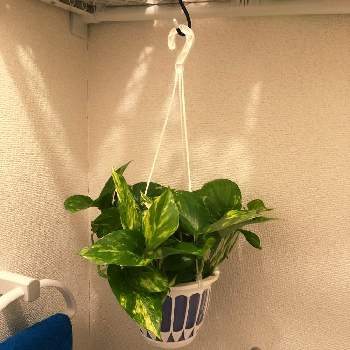 ゴールデンポトスの投稿画像一覧 Greensnap グリーンスナップ