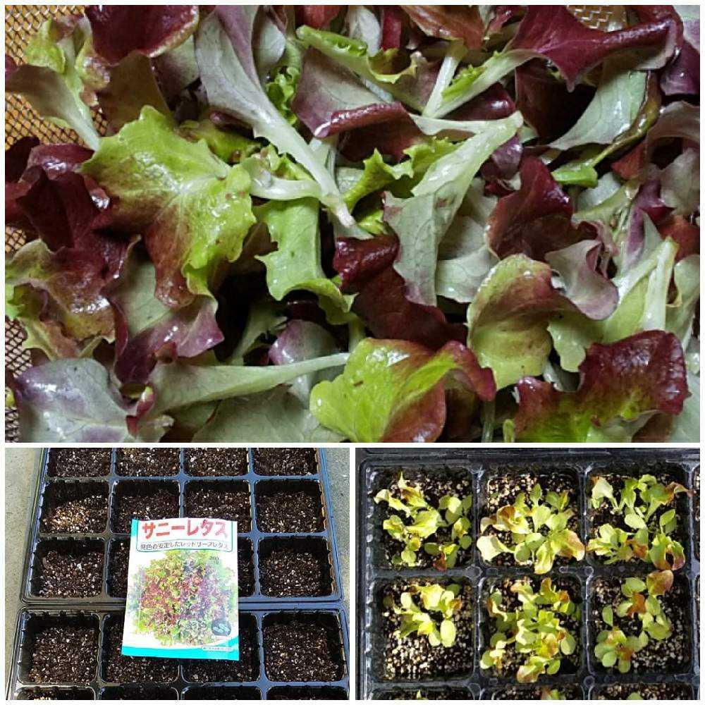 最も共有された サニーレタス 花言葉 1963 サニーレタス 花言葉
