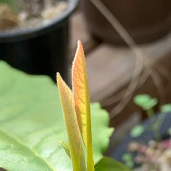 ワニナシ属の投稿画像一覧 Greensnap グリーンスナップ