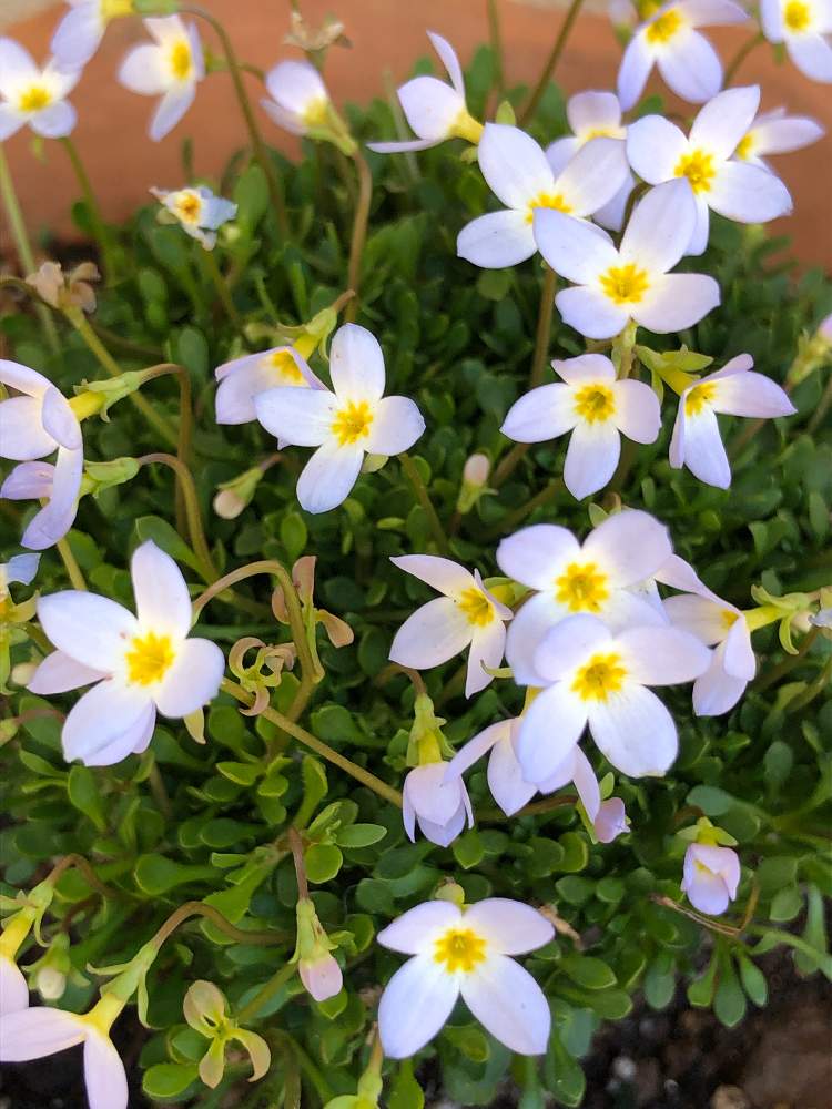 ヒナソウの投稿画像 By ケントさん 水色の花と野草と山野草と散歩と我が家の花 21月1月21日 Greensnap グリーンスナップ