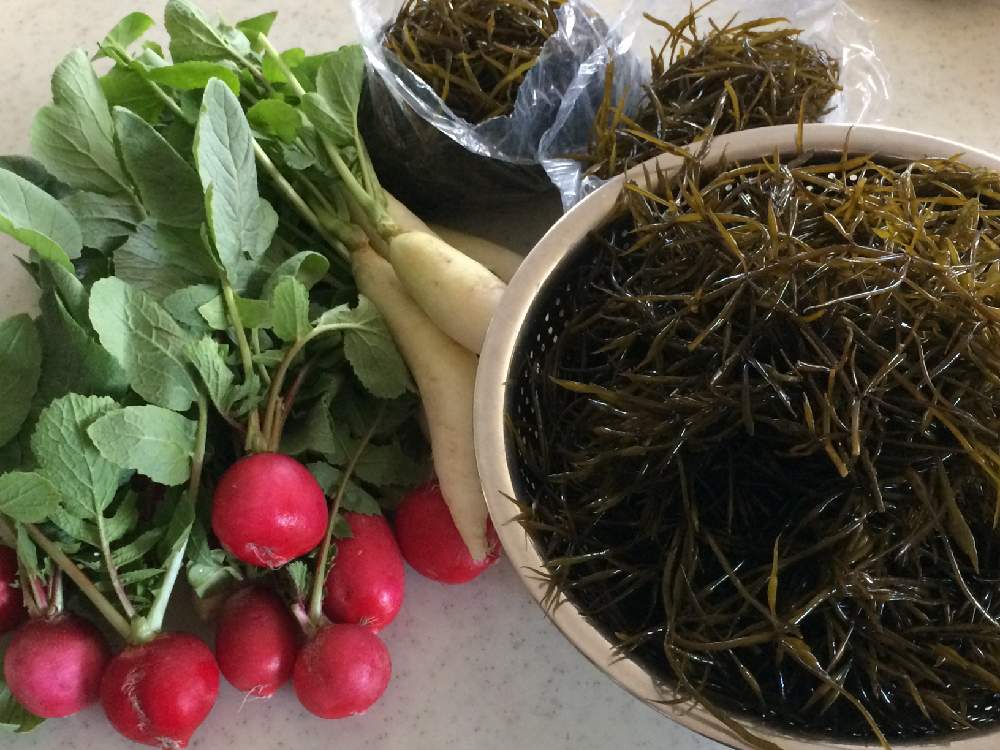 ラディッシュの投稿画像 By Yuriさん 生ひじきと冬野菜と海藻とラディッシュ と海の植物ひじき 21月1月21日 Greensnap グリーンスナップ