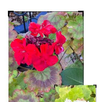 手毬状の花が好きの投稿画像一覧 Greensnap グリーンスナップ 手毬状の花が好きの投稿画像一覧 Greensnap グリーンスナップ