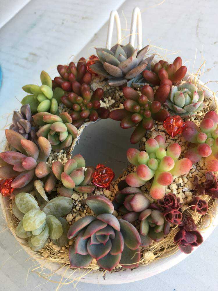 虹の玉が溢れるまで｜🍀GreenSnap（グリーンスナップ）