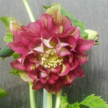 クリスマスローズ クレオパトラの投稿画像一覧 Greensnap グリーンスナップ