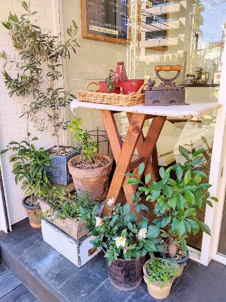 クリスマスローズの投稿画像 By Taya S Lab さん たや散歩 とおしゃれさんと店先とアンティークとクリスマスローズ鉢植えと店舗ディスプレイ とお店のディスプレイとお散歩とディスプレイ 21月1月21日 Greensnap グリーンスナップ