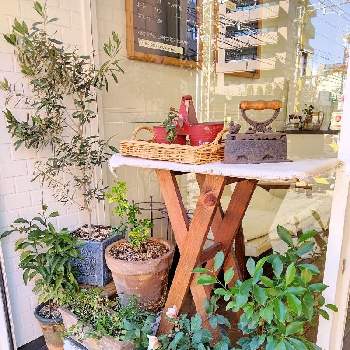 お店のディスプレイの投稿画像一覧 Greensnap グリーンスナップ