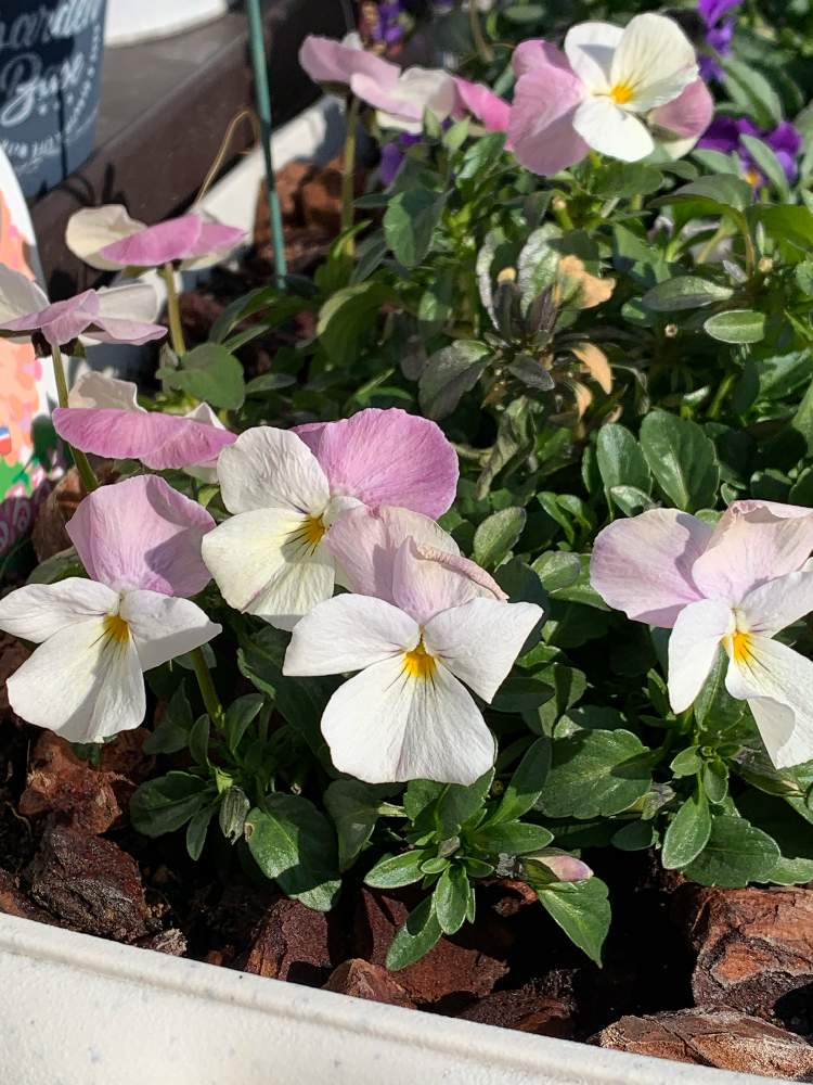 葉焼けの投稿画像 By カルさん 微粉ハイポネックスと春るるるとビオラ 21月1月21日 Greensnap グリーンスナップ