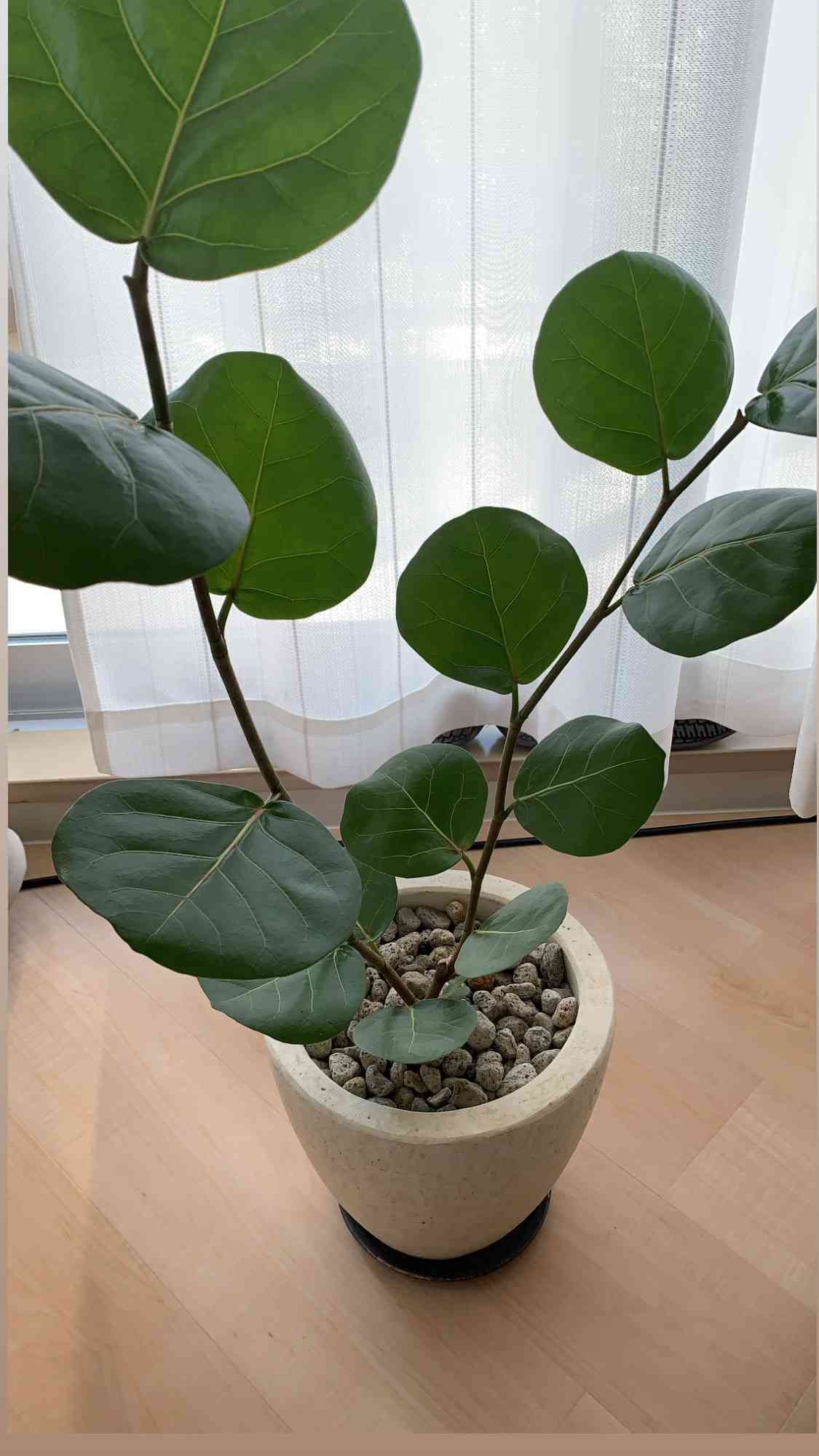 シーグレープ　14 シーグレープ 14