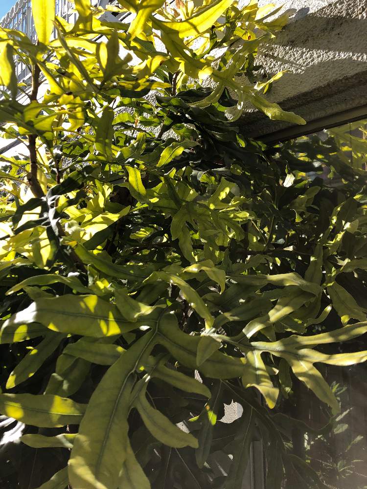 七福神さんの投稿画像 21月1月21日 Greensnap グリーンスナップ