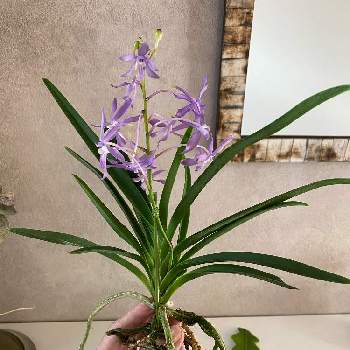 ヨネザワラ ブルースターの投稿画像一覧 Greensnap グリーンスナップ