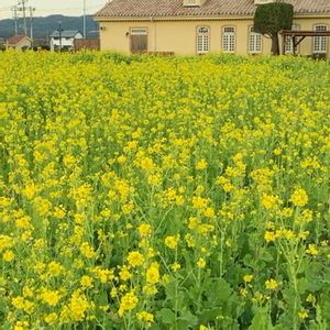 花のある暮らし,冬野菜,黄色いお花,ドライブの途中で,カインズホーム三浦店の画像