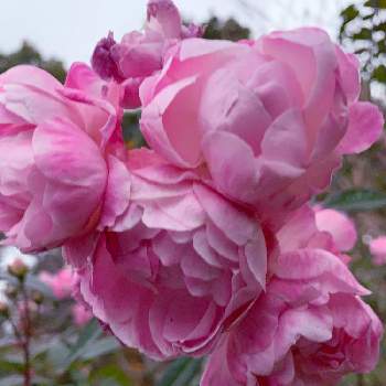 薄いピンクのお花の画像 by EMIさん | お出かけ先とお散歩と花のある暮らしとばら バラ 薔薇と薄いピンクのお花