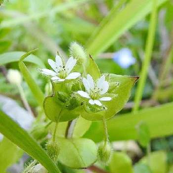 はこべの花の投稿画像一覧 Greensnap グリーンスナップ