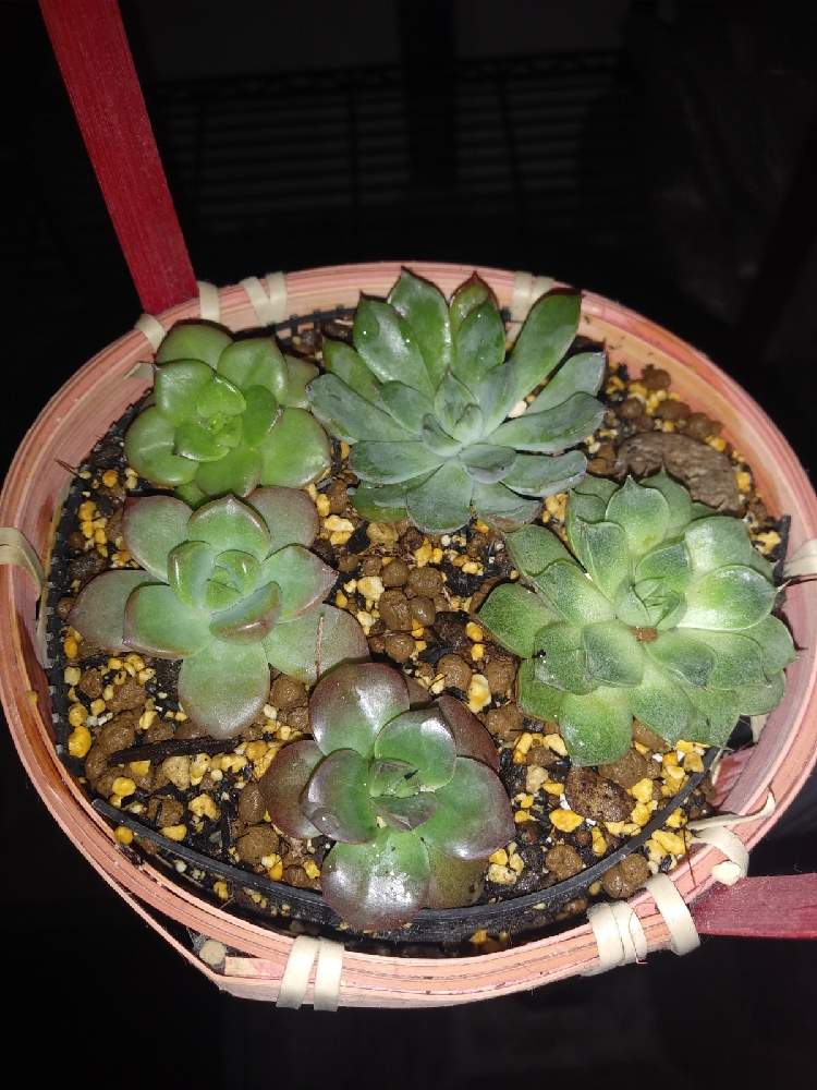 多肉植物の投稿画像 By 多肉三平さん 多肉男子とメラコ と ヌダとダイソーと癒しと沖縄とダイソー 多肉と大和姫 と名前 を教えてくださいとさぼてんと可愛いとヤマトヒメ とゴーヤカーテンとdaisoと沖縄多肉と マッコスと名札無しと多肉初心者 21月1月21日