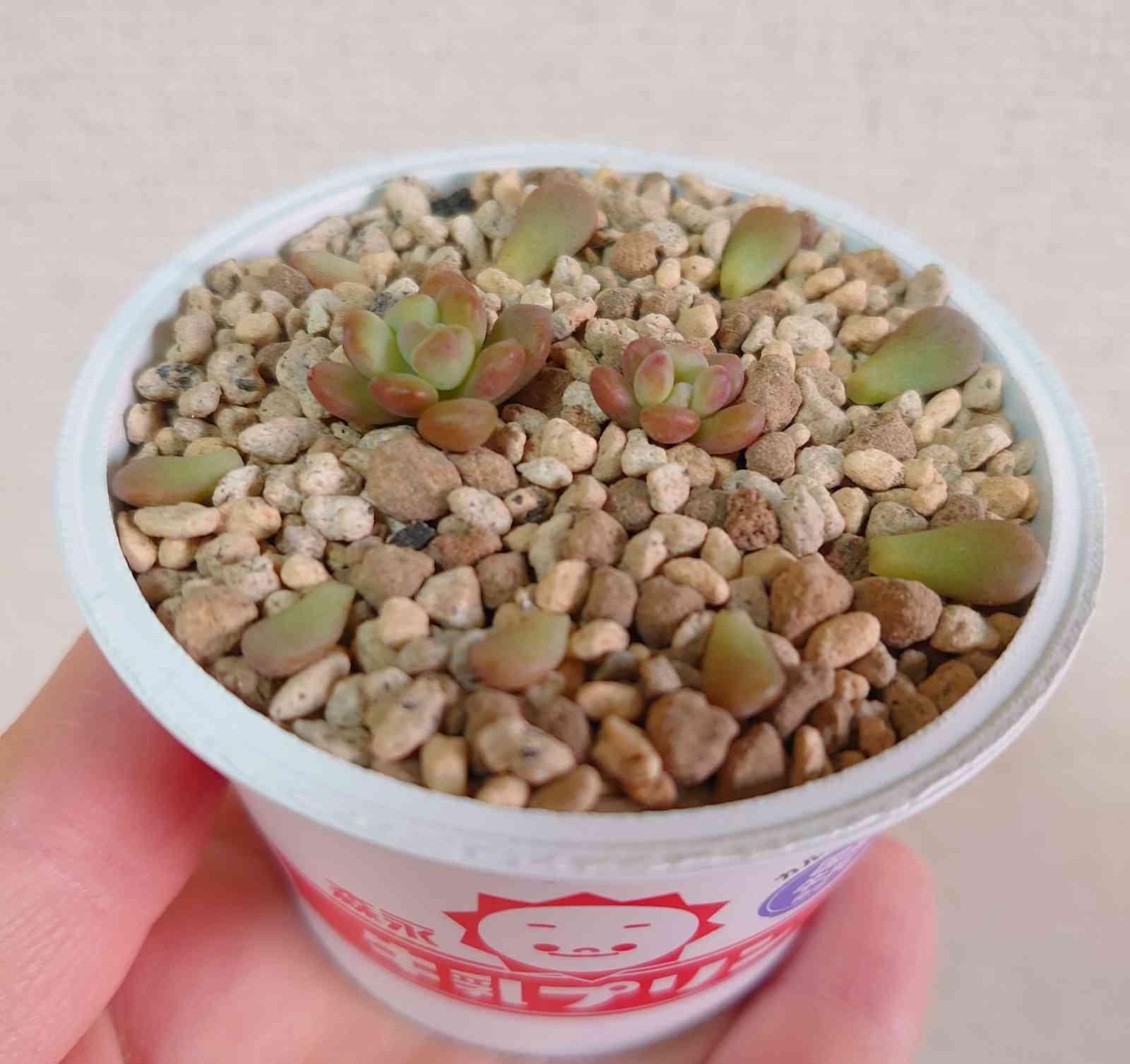 ワンダワンダー2 多肉植物 セダム ワンダワンダー 2 - 多肉植物 人気の多肉植物 多種類の