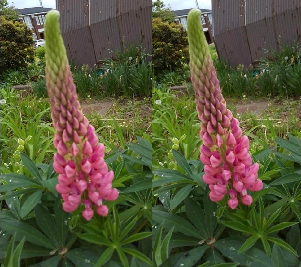 ルピナスの投稿画像 By ぴょんさん 癒やしの色と暖かいとあおぞら と可愛い と綺麗なお花 と今日の花と花のある暮らしとピンクのはなと気持いい 21月1月21日 Greensnap グリーンスナップ