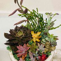 火祭,銘月,秋麗,月の王子,ブラックプリンスの画像