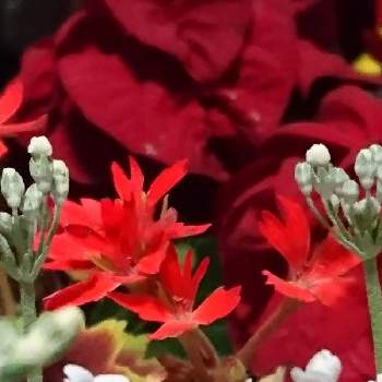 1月の花の画像 by あさがおさん | 玄関とポインセチアともみじ葉ゼラニウムとメロンシャワーと鉢植えの花と花いっぱい！とおうち園芸と1月の花と玄関の中と花を楽しむと私の庭の花たちと2021と꒰ღ˘◡˘ற꒱かわゅ~