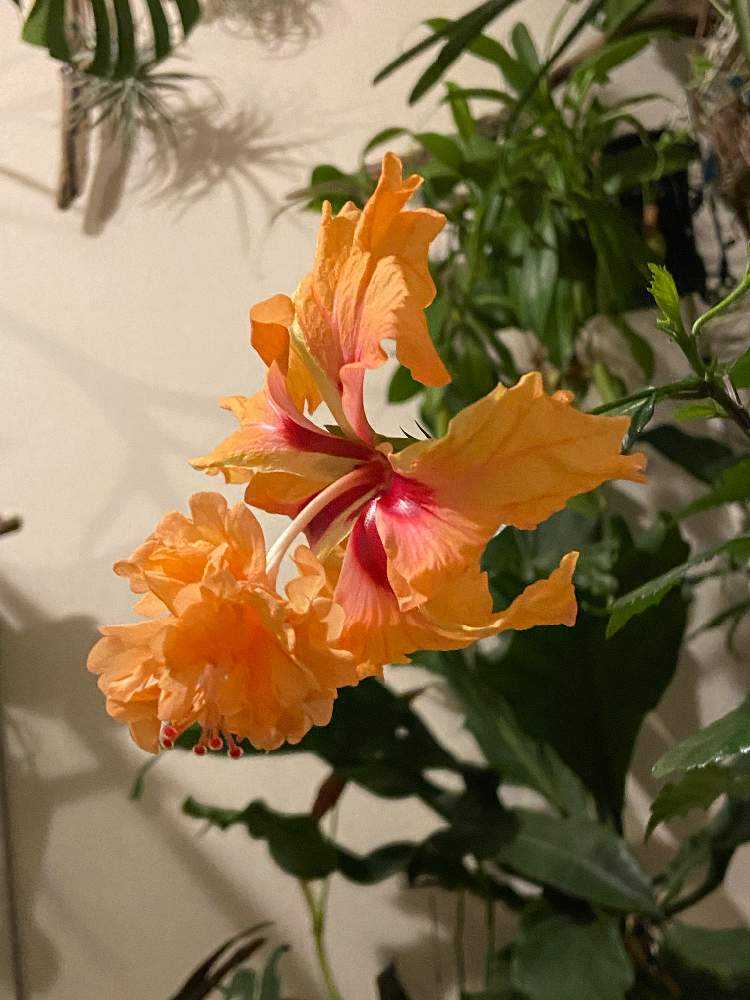 ハイビスカス育成記録〜串本産オレンジフラミンゴ〜｜🍀GreenSnap