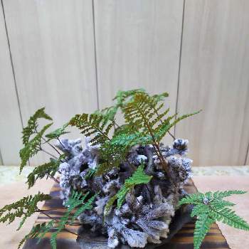 石化シノブ猫の手の投稿画像一覧 Greensnap グリーンスナップ