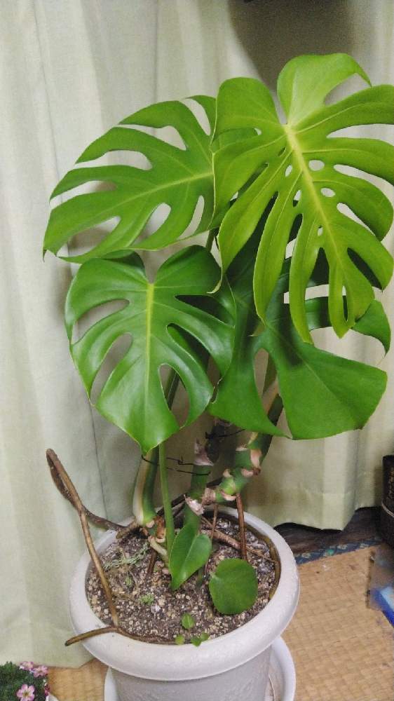 モンステラの投稿画像 By あっつんさん 21月1月21日 Greensnap グリーンスナップ