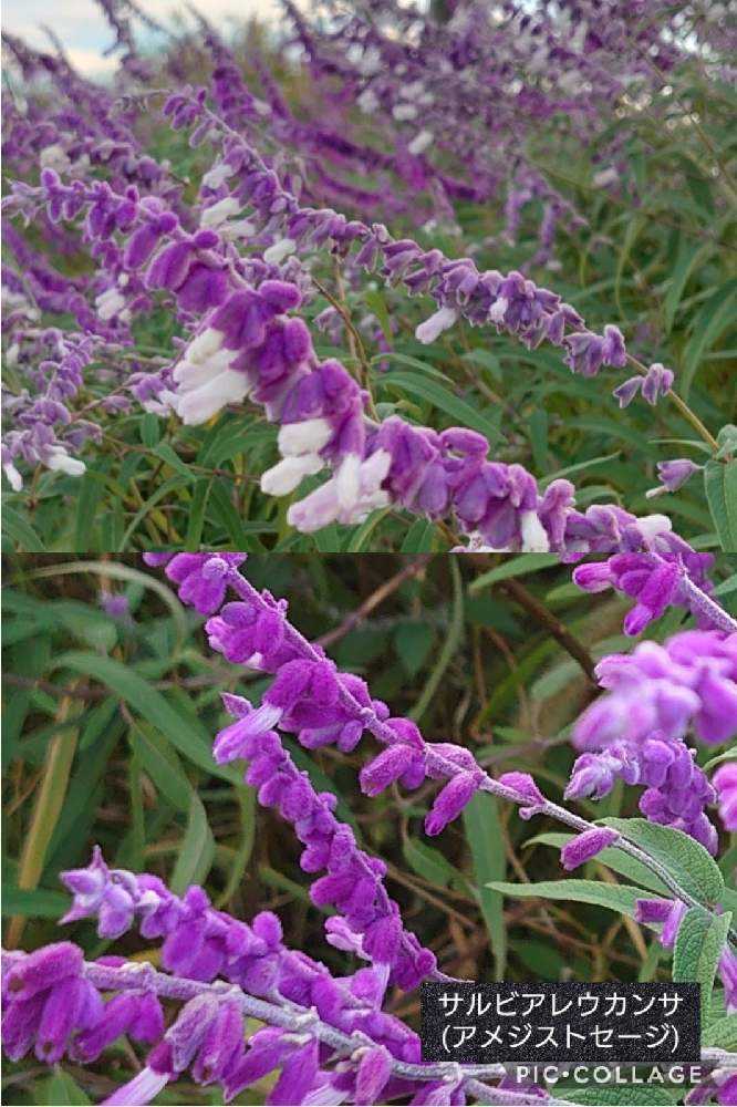 みんなのサルビア図鑑 Greensnap グリーンスナップ