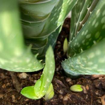 アロエ ベラの育て方 屋外や室内での栽培方法 植え替え時期は Greensnap グリーンスナップ