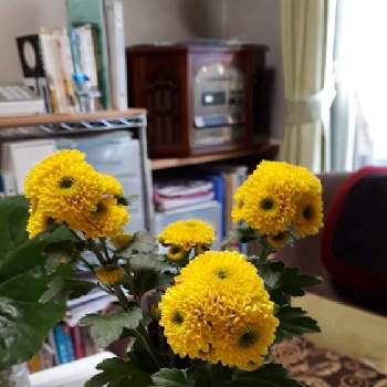 黄色の菊の画像 by みどりさん | 部屋と黄色の菊と黄色のお花♡とマイアルバムよりと今日のお花とスマホで撮影と切り花