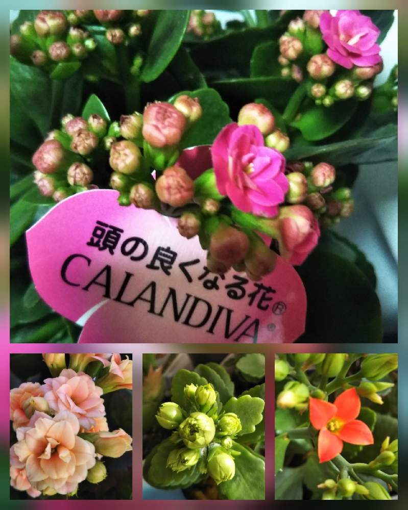 カランコエの投稿画像 By すずさん カランディーバと壁 天井とチュルリラとベテラン乙女倶楽部と乗り切ろうコロナと マイガーデンとgsアダルトチームとチーム愛知とチュルリラとベテラン乙女倶楽部と乗り切ろうコロナと マイガーデンとgsアダルトチームとチーム愛知 カランコエの投稿画像 By すずさん カランディーバと壁 天井とチュルリラとベテラン乙女倶楽部と乗り切ろうコロナと マイガーデンとgsアダルトチームとチーム愛知とチュルリラとベテラン乙女倶楽部と乗り切ろうコロナと マイガーデンとgsアダルトチームとチーム愛知