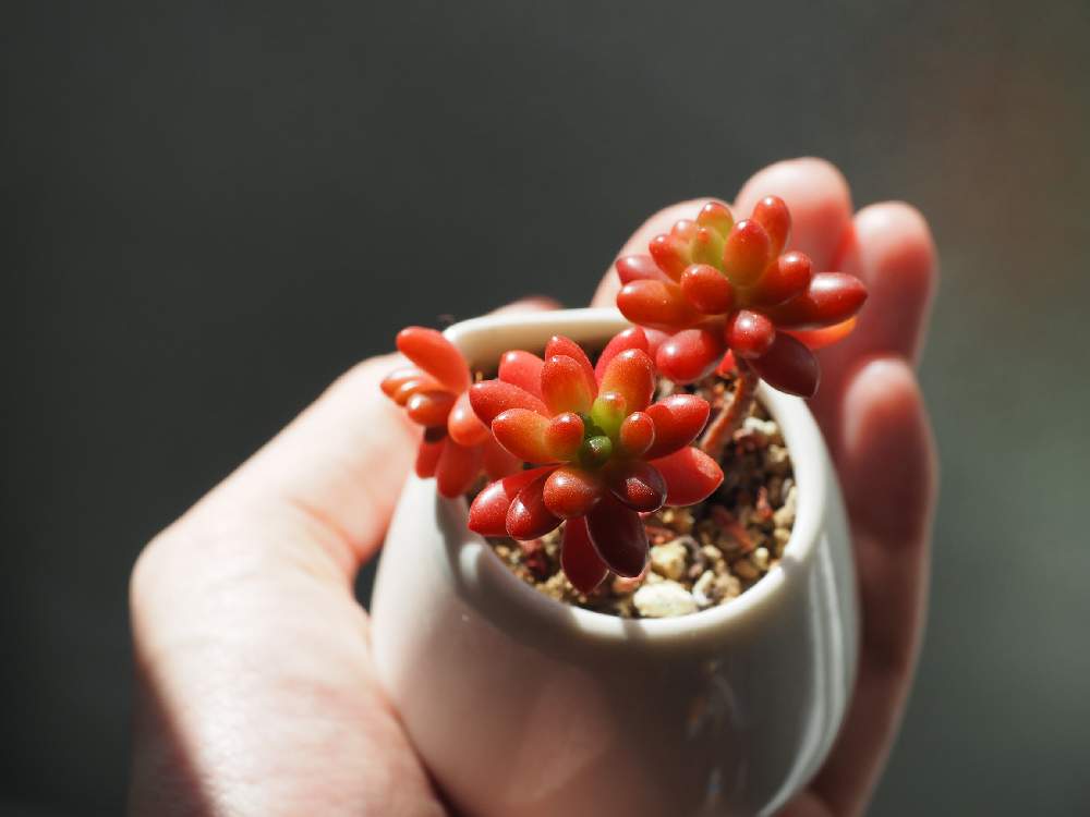 セダムの投稿画像 By ユニコーンさん 虹の玉 セダム属 と虹の玉とセダム 虹の玉とセダム属と多肉植物とマイ コレクションとみどりのある暮らしと葉っぱのある暮らしと可愛い色とおうち園芸とお部屋と多肉植物と今日の一枚と可愛い子とガーデニングと珍奇植物と綺麗な