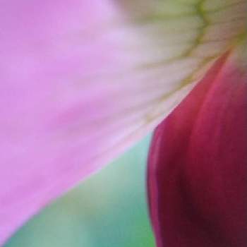 陽の光りを浴びての画像 by お伽草詩さん | 畑とピンクの花とマクロレンズ（100均）と彩りが好いと陽の光りを浴びてと魅力的とスナックエンドウ!とつる性植物と陽当たりの良い場所と暖かい所と可愛いとマクロ撮影挑戦とお散歩