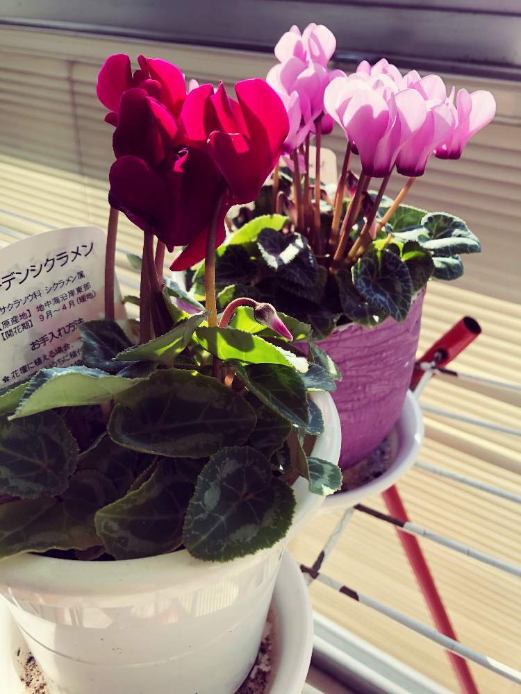 シクラメンの投稿画像 By Kzさん 室内グリーンと癒しと緑のある暮らしとシクラメン と花のある暮らしと室内管理と シクラメン 21月1月22日 Greensnap グリーンスナップ