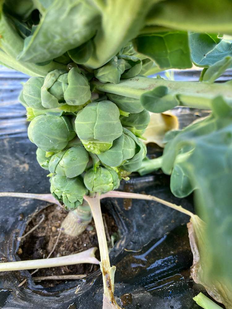 芽キャベツの投稿画像 By ジェキルさん 21月1月22日 Greensnap グリーンスナップ