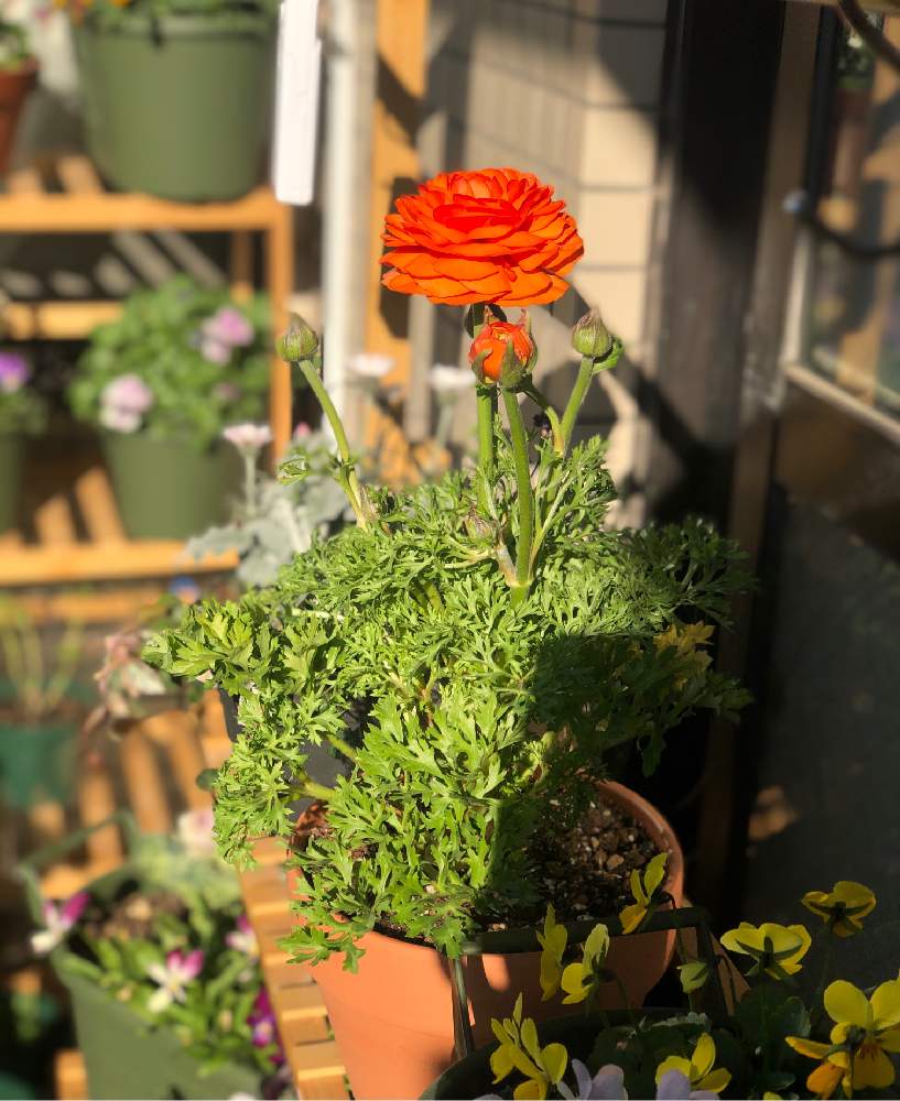 ラナンキュラスの投稿画像 By るみこさん バルコニー ベランダとおうち園芸とおうち園芸 21月1月22日 Greensnap グリーンスナップ Greensnap グリーンスナップ