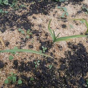 ニンニク,無農薬,栽培記録,冬野菜,露地栽培の画像