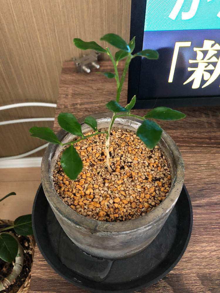 観葉植物の投稿画像 By Sata Manbooさん 相談 21月1月22日 Greensnap グリーンスナップ