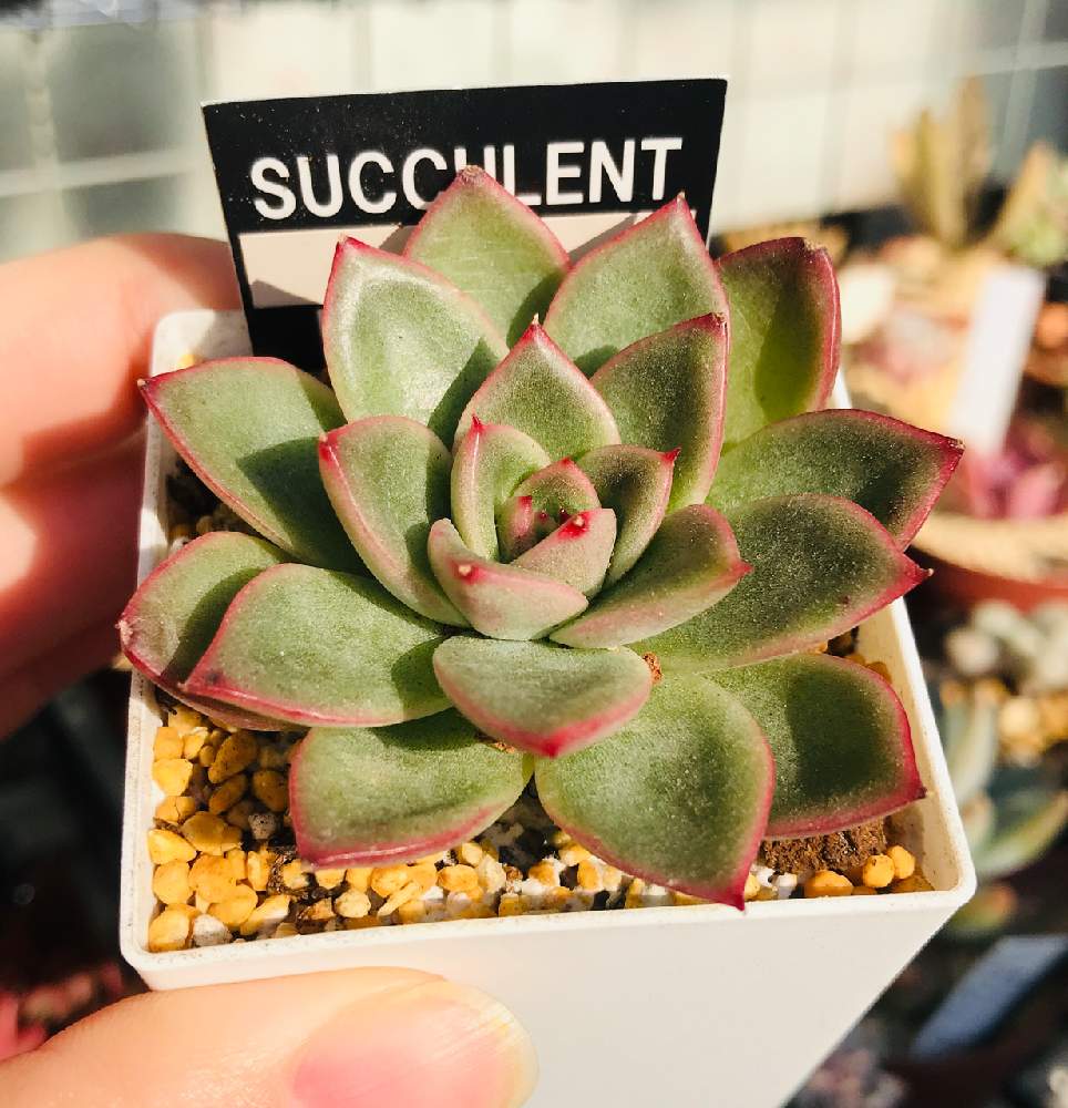 ギルバの投稿画像 By ゆっちゃんさん ベランダ多肉と 多肉 多肉植物 たにくと紅葉する多肉とおうち園芸と多肉 女子ときゅんですとキャンドゥ産とかわいいと福岡タニラーと多肉初心者とベランダ多肉と 多肉 多肉植物 たにくと紅葉する多肉とおうち園芸と多肉女子ときゅん