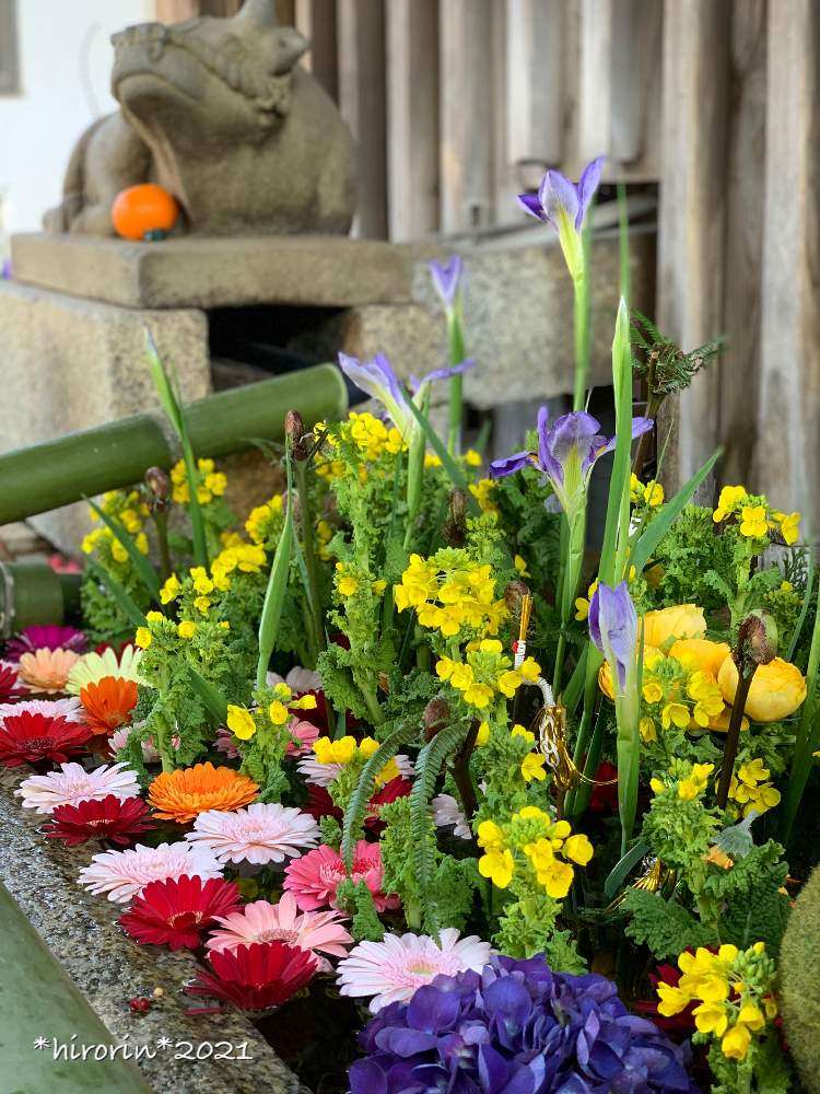 北野天満宮の投稿画像 By Hirorin さん 神社仏閣と花手水とそうだ京都 行こうとお花大好き と京都観光と京都の寺院と花手水 と菜の花 と ゼンマイとアイリスブルーマジックと ガーベラ 21月1月22日 Greensnap グリーンスナップ