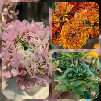色々いろいろの画像 by 荒川散歩さん | お出かけ先とラナンキュラスと色々いろいろとフラワーショップと春のお花