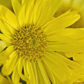 黄色い花。の画像 by otoさん | お出かけ先と洋菊と黄色い花。と菊作りと思い出picと陽の光を浴びて