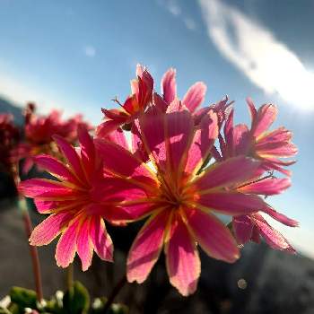 少し濃いピンクのお花〜*の画像 by EMIさん | バルコニー/ベランダと花のある暮らしと レウィシアと薄いピンクのお花と少し濃いピンクのお花〜*