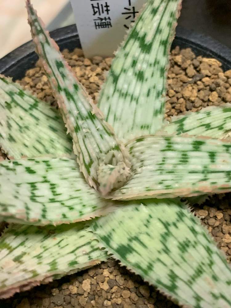 アロエ スーパースノーホワイトの投稿画像 By まるちゃん さん 21月1月22日 Greensnap グリーンスナップ